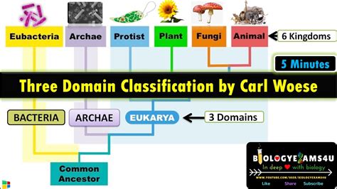 3.5 domains